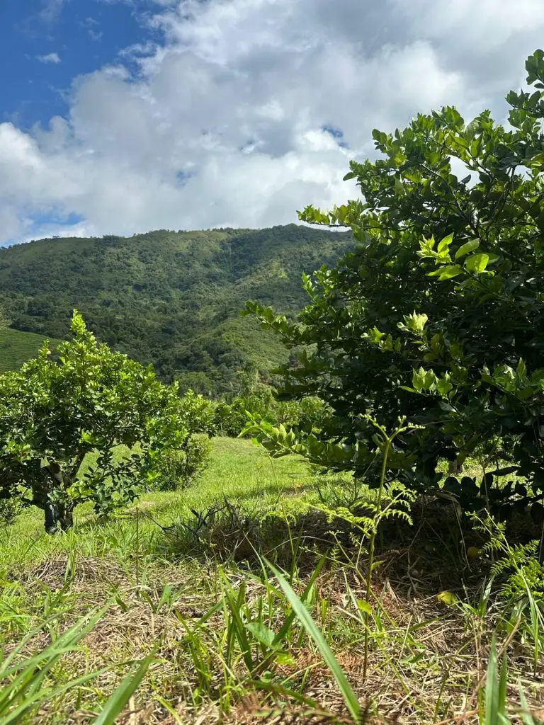 WhatsApp Image 2025 07 08 at 5.46.00 PM 2