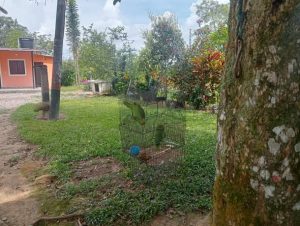 Vendo o permuto por casa en Bogotá finca pequeña de 7700metros